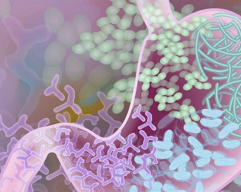 Can Gut Microbes Save Patients from Chemotherapy Side Effects?