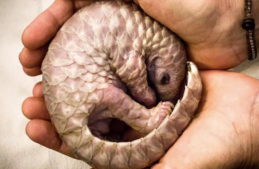 Rescued Pangolin enjoys swim at Manyoni Private Game Reserve