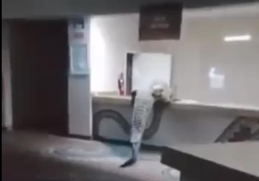 Crocodile crashes Victoria Falls lodge kitchen in wild encounter