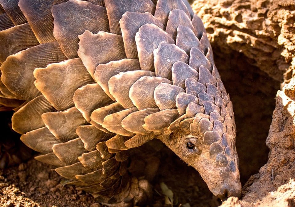 China proposes conservation plan to save pangolins
