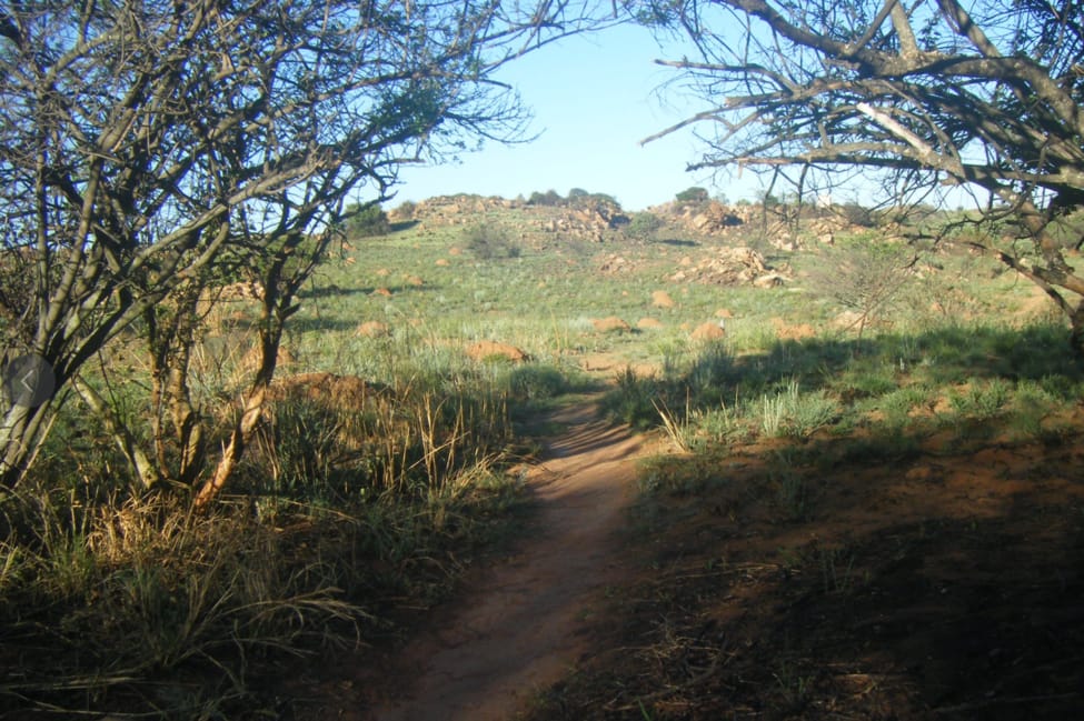 Melville Koppies gets new walking trail
